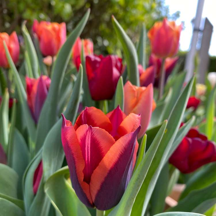 'Molly' tulpanblandning